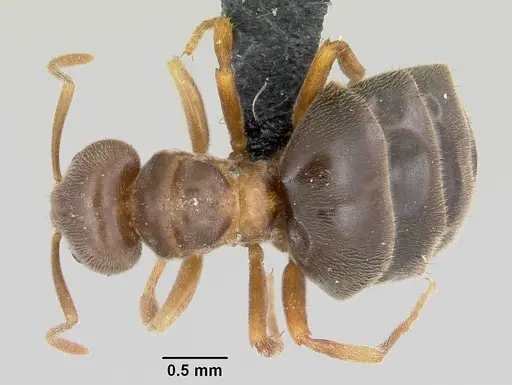 Nylanderia dodo specimen