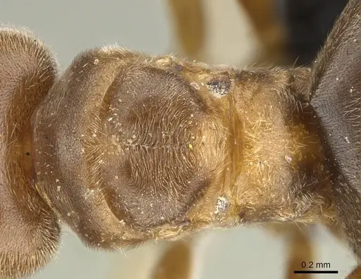 Nylanderia dodo specimen