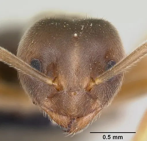 Nylanderia dodo specimen