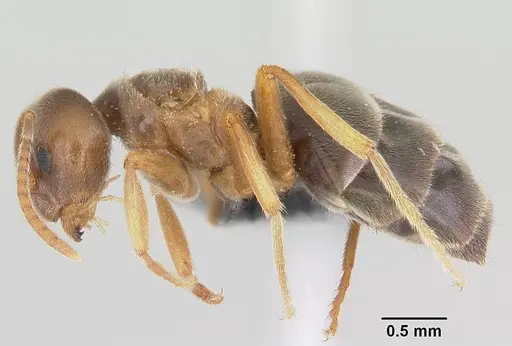 Nylanderia dodo - CASENT0055780