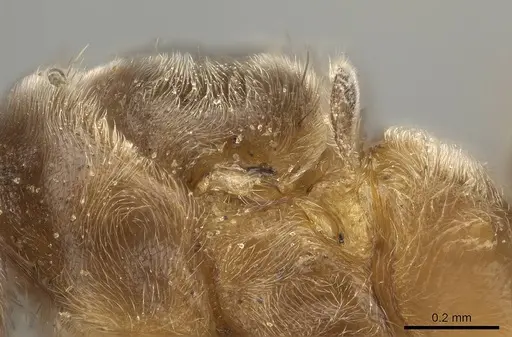 Nylanderia dodo - CASENT0055780