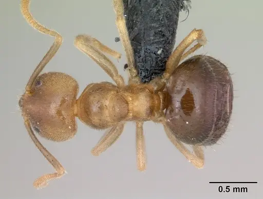 Nylanderia dodo - CASENT0059506