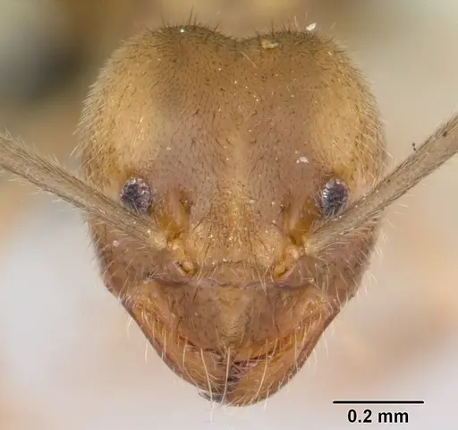 Nylanderia dodo - CASENT0059506