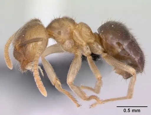 Nylanderia dodo - CASENT0059506