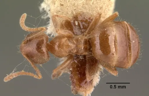 Nylanderia dodo - CASENT0101499