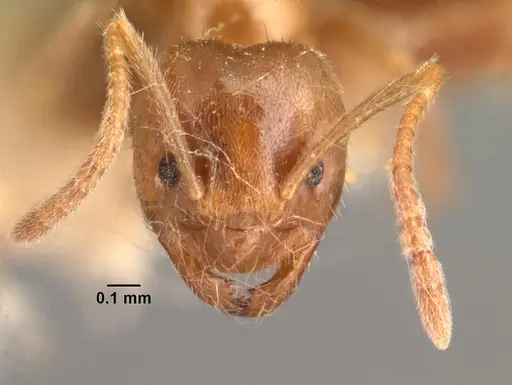 Nylanderia dodo - CASENT0101499