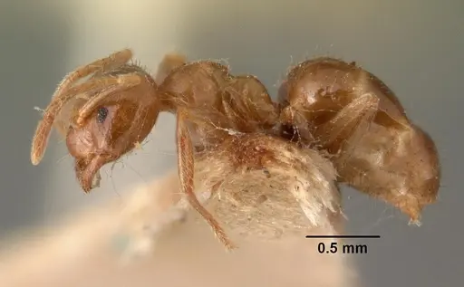 Nylanderia dodo - CASENT0101499