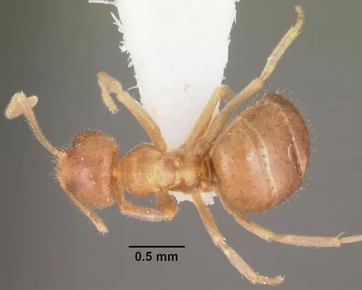 Nylanderia dodo - CASENT0102299