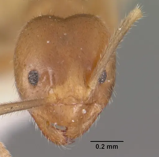 Nylanderia dodo - CASENT0102299