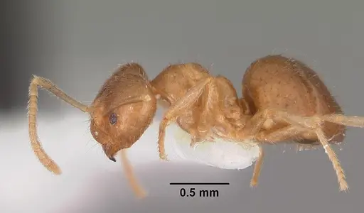 Nylanderia dodo - CASENT0102299