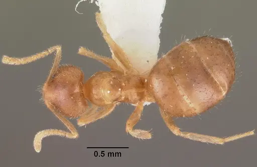 Nylanderia dodo - CASENT0102300