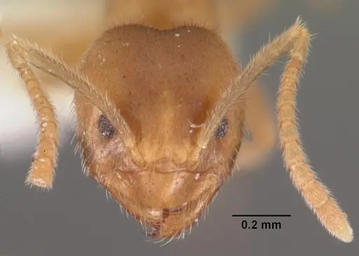 Nylanderia dodo - CASENT0102300