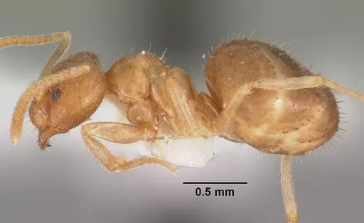 Nylanderia dodo - CASENT0102300