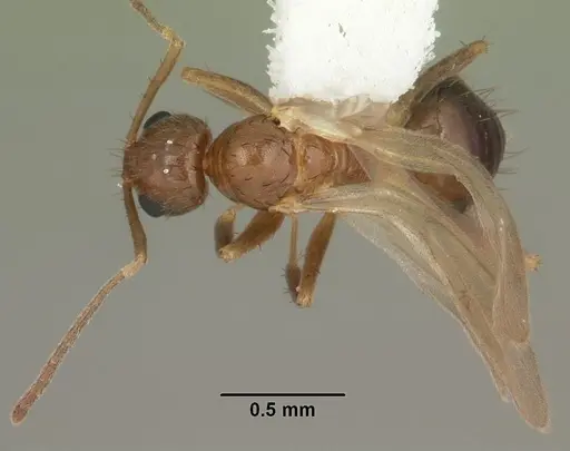 Nylanderia faisonensis specimen