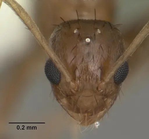 Nylanderia faisonensis specimen