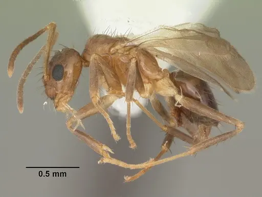 Nylanderia faisonensis specimen