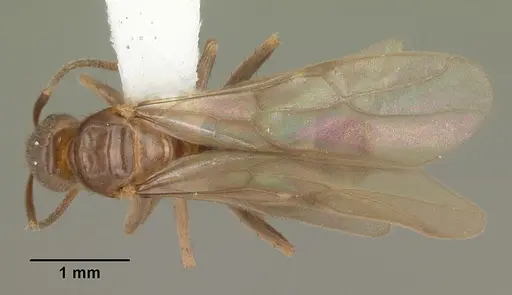 Nylanderia faisonensis - CASENT0104215