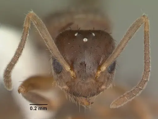 Nylanderia faisonensis - CASENT0104215