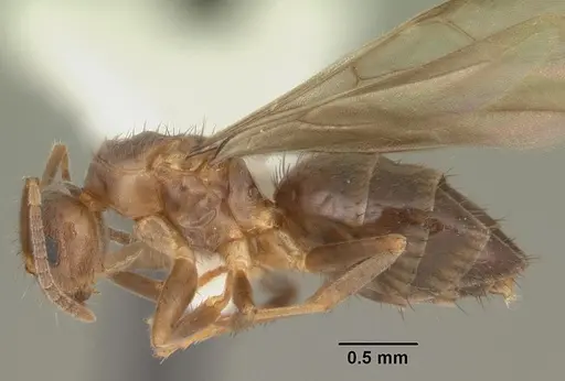 Nylanderia faisonensis - CASENT0104215