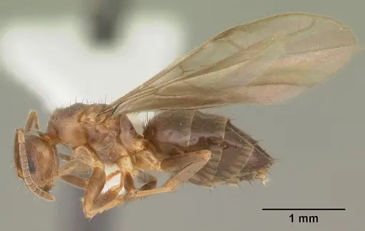 Nylanderia faisonensis - CASENT0104215