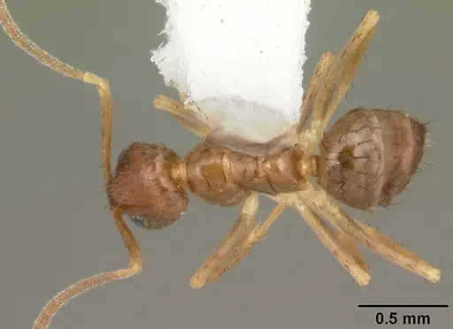 Nylanderia faisonensis - CASENT0104218