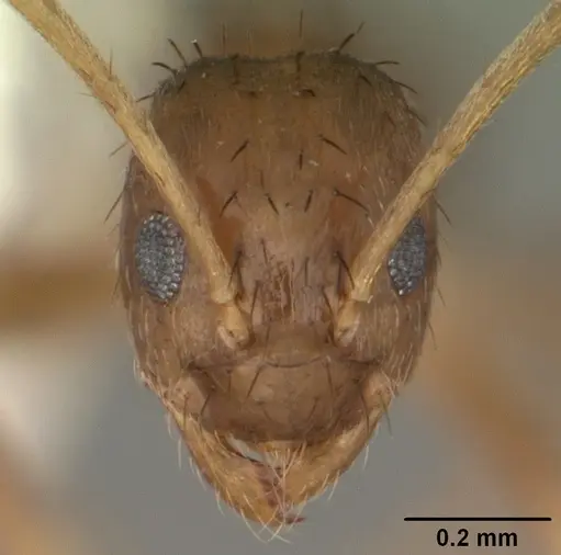 Nylanderia faisonensis - CASENT0104218