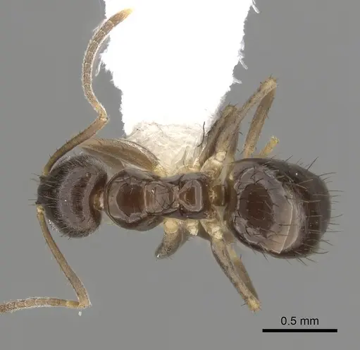 Nylanderia faisonensis - CASENT0280576