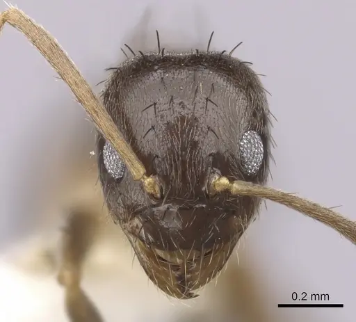 Nylanderia faisonensis - CASENT0280576