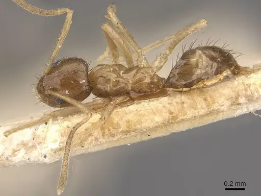 Nylanderia faisonensis - CASENT0911026