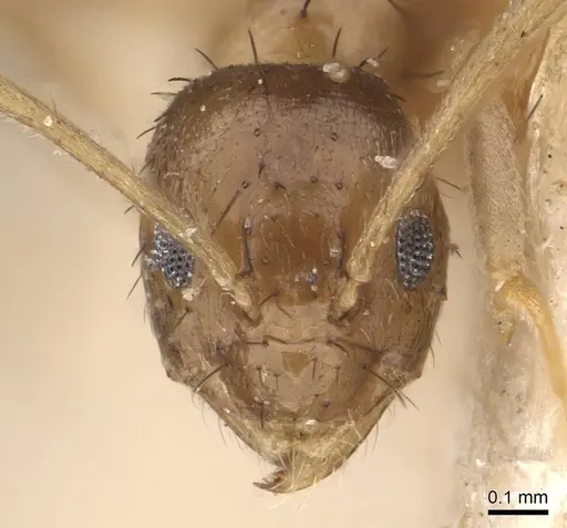 Nylanderia faisonensis - CASENT0911026