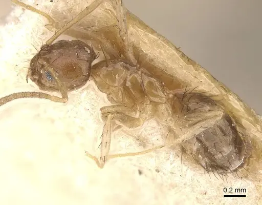 Nylanderia faisonensis - CASENT0911026