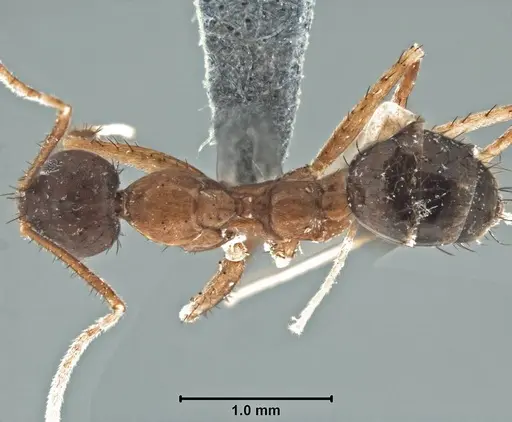 Nylanderia flaviabdominis specimen