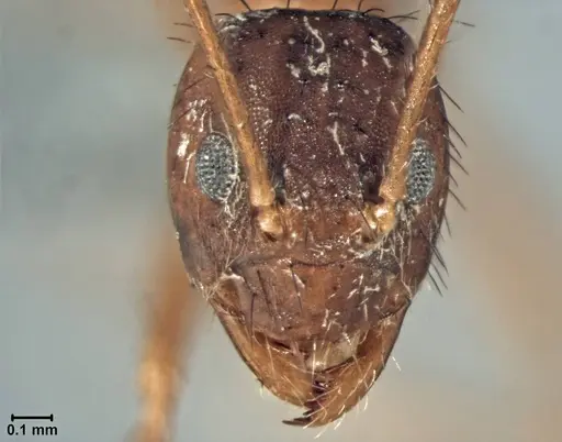 Nylanderia flaviabdominis specimen