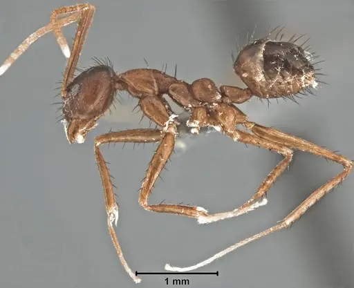 Nylanderia flaviabdominis specimen
