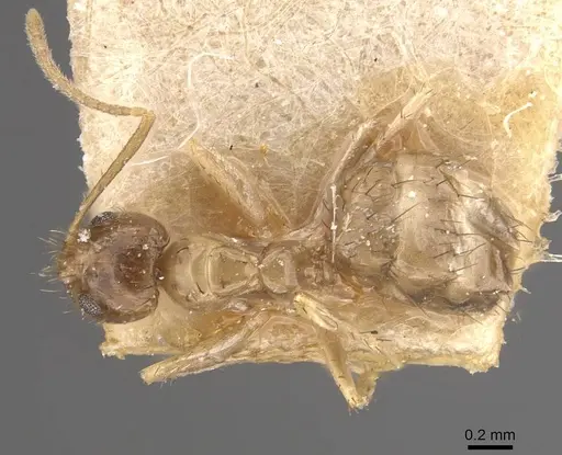 Nylanderia formosae specimen