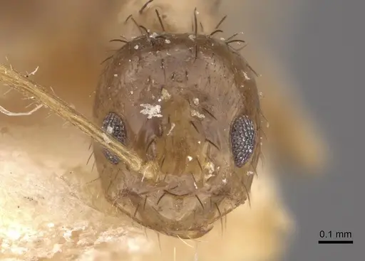 Nylanderia formosae specimen