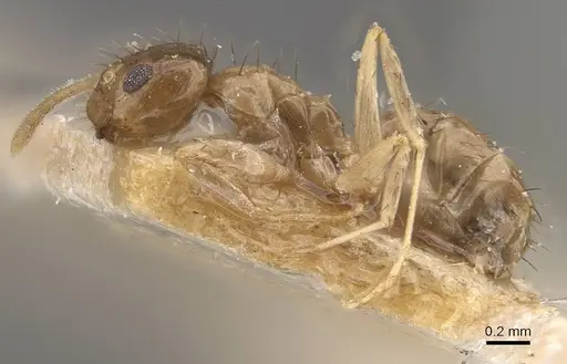 Nylanderia formosae specimen