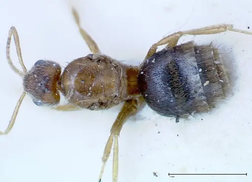 Nylanderia formosae - FOCOL0139