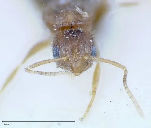 Nylanderia formosae - FOCOL0139