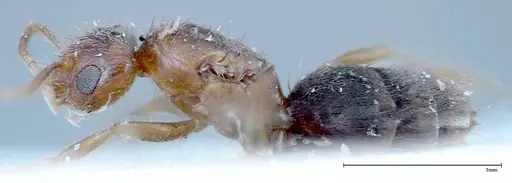 Nylanderia formosae - FOCOL0139