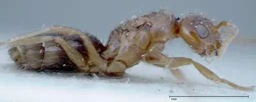 Nylanderia formosae - FOCOL0139