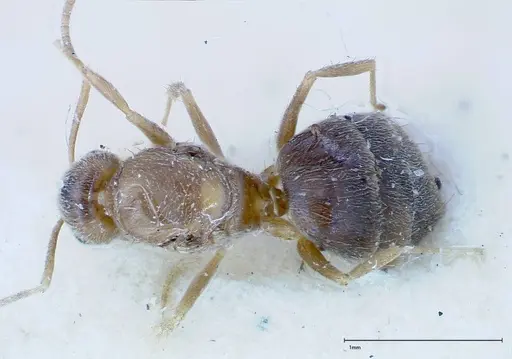 Nylanderia formosae - FOCOL0140