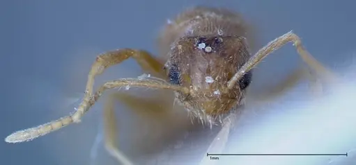 Nylanderia formosae - FOCOL0140