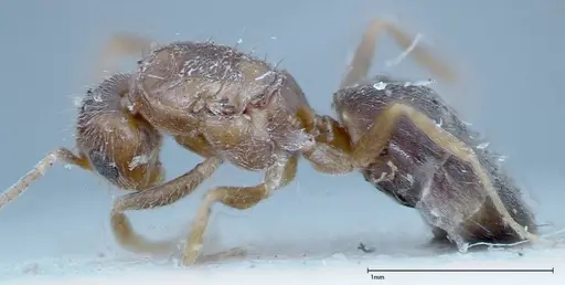 Nylanderia formosae - FOCOL0140