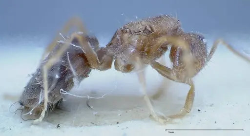 Nylanderia formosae - FOCOL0140