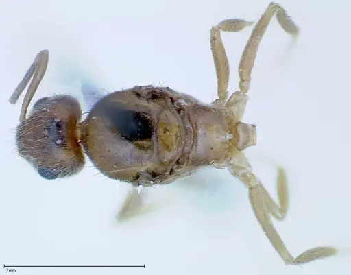 Nylanderia formosae - FOCOL0141