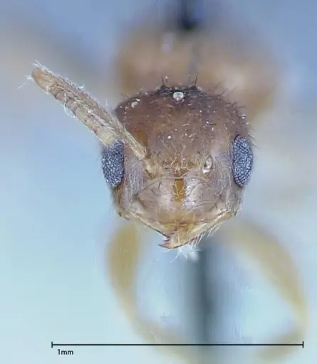 Nylanderia formosae - FOCOL0141