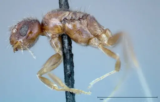 Nylanderia formosae - FOCOL0141