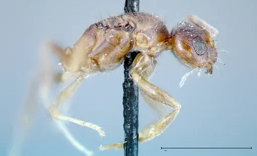 Nylanderia formosae - FOCOL0141