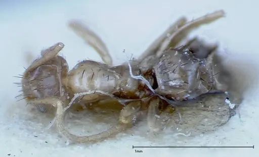 Nylanderia formosae - FOCOL0142